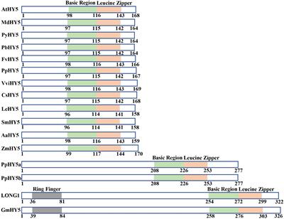 HY5: A Pivotal Regulator of Light-Dependent Development in Higher Plants